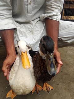 7 month ducks for selling