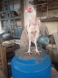 heera shamo cross phtha