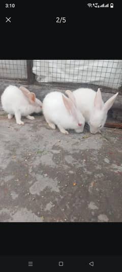 Red Eyes Rabbit