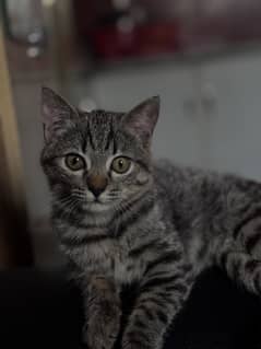 Himalayan pure breed