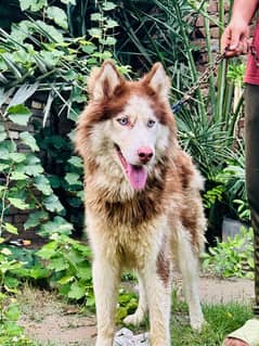 Siberian Husky Male