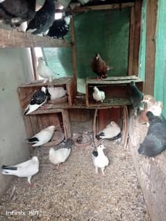 aseel hens and dasi hens