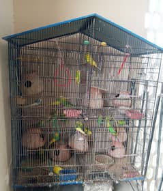 Gravel parrots with cage
