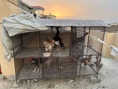 Strong Iron Cage For Sale Condition 10 by 10