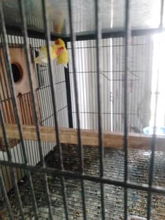 lovebird