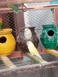 Lovebird