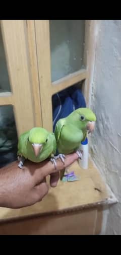 Parrots for Sale