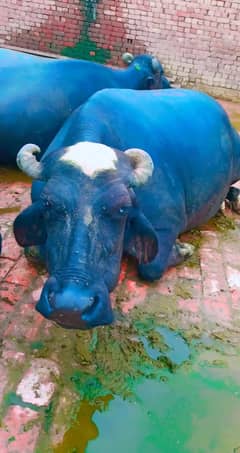 buffalo for sale