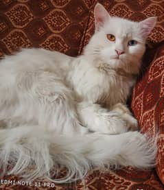 Persian cat odd eyes