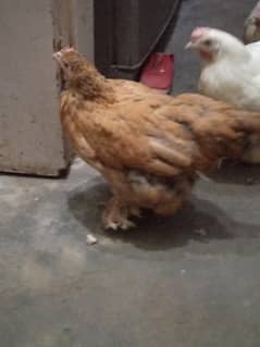 Golden Buff + Cochin Mix Female Hen Murgi