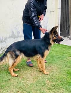 German shepherd black