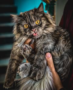 Persian