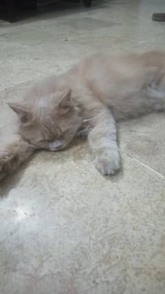 Persian