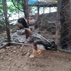 Male duck