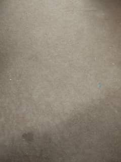 carpet