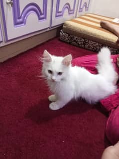 Persian