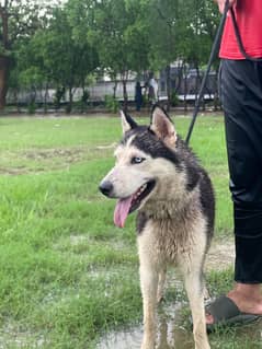 husky