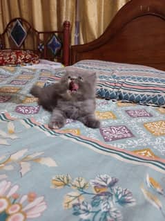 persian kitten