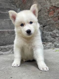 wolly coat husky