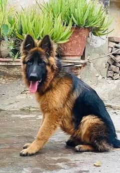 German Shepherd Labrador
