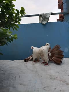 English breeder pair