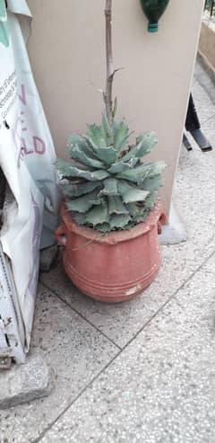 Cactus Plant