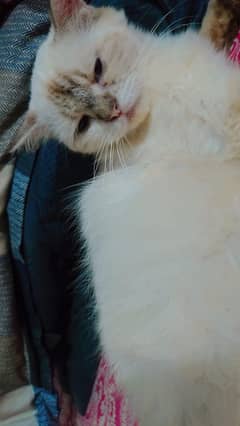 Very cute and lovely also playful