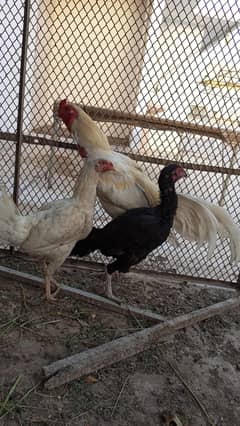 white aseel  cock with 3 hens