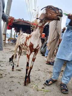 ماشاءاللہ شیرا پرنٹ گبھن بکری 45دن کی