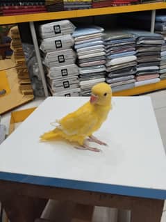 yellow ringneck parrot red eyes proper hand tame  healthy & active
