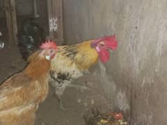 for sale