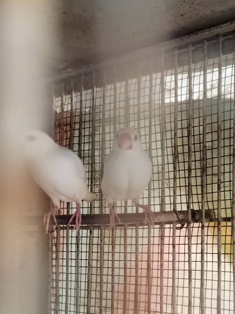 java finch pair 3