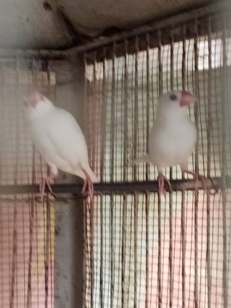 java finch pair 5