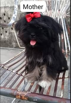Shitzu Puppy | Puppies | Shitzu Dog | Dog | Russian Dog | Dog for sale