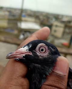 zakh