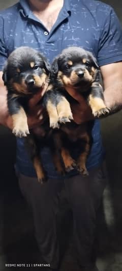Rottweiler Puppie / Rottweiler male Female / Rottweiler  Puppy