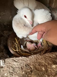 Breeder