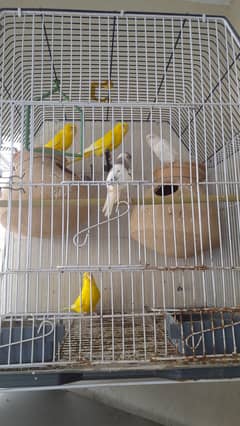 cages