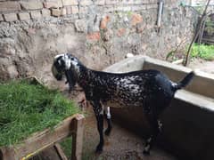 bakri