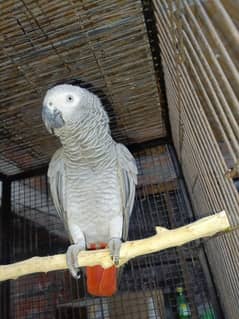 African grey breeder Female