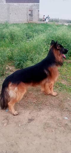 German