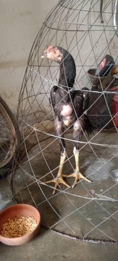 SHAAMO FOR SALE