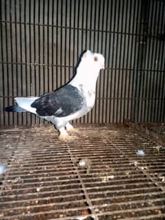 big size sentinet male, imported male full active