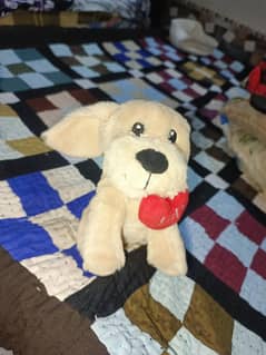 teddy