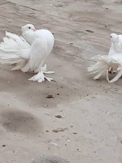 beautiful full white breader pair of indian peagon healthy & rair colo