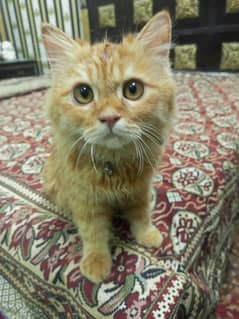 Russian cat