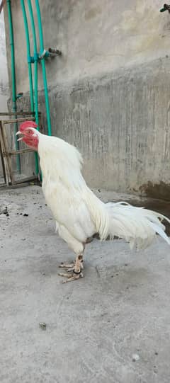 Heera
