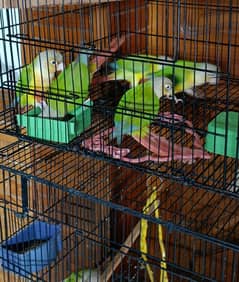 pineapple conure
