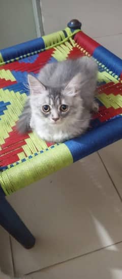 Three kittens for sale