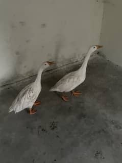 Big nick Duck pair Healthy and active ready for eegs laying